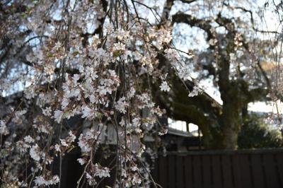 桜の開花状況