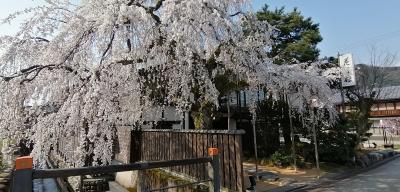 桜の開花状況